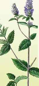 мята перечная мята перечная