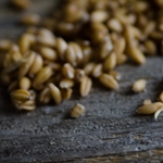 Проросшая пшеница