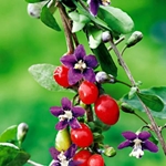 Ягоды годжи: руководство по применению