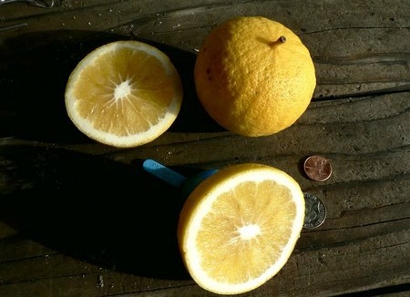 Бергамот: соединение полезности и вкуса