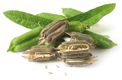 Кунжутное семя: польза и вред