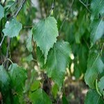 Листья березы в зеленой аптеке