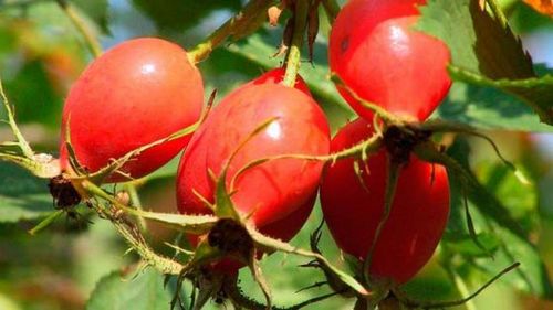 Антираковая диета доктора Ласкина