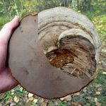 Чага полезные свойства и места произрастания