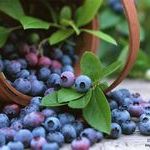 Голубика для нашего здоровья