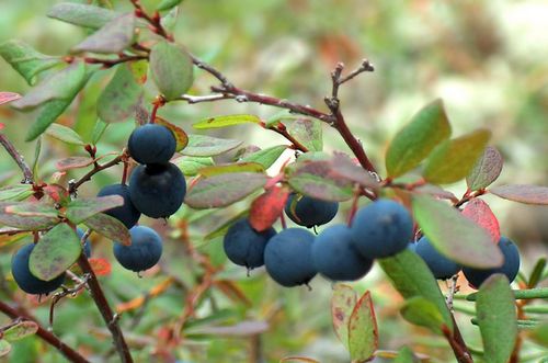 Голубика для нашего здоровья