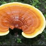 Гриб рейши Гриб рейши