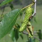 Как помогут излечиться березовые почки?