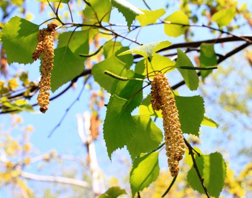 Как помогут излечиться березовые почки?