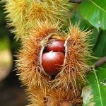 Каштан — съедобный и полезный плод Каштан — съедобный и полезный плод