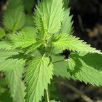 Крапива и ее полезные свойства Крапива и ее полезные свойства