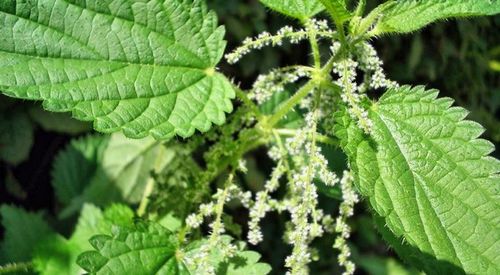 Крапива и ее полезные свойства Крапива и ее полезные свойства