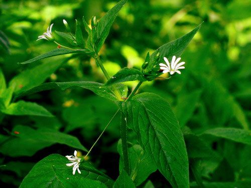 Мокрица и ее свойства