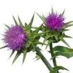 Расторопша: польза и вред