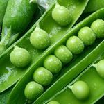 Свежий зеленый горошек вкусен и полезен