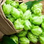 Чем полезны шишки хмеля