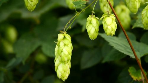 Чем полезны шишки хмеля Чем полезны шишки хмеля