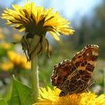 Корень одуванчика: полезные свойства