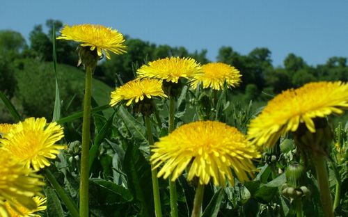 Корень одуванчика: полезные свойства Корень одуванчика: полезные свойства