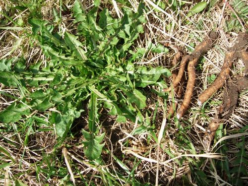 Корень одуванчика: полезные свойства Корень одуванчика: полезные свойства