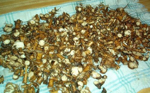 Корень одуванчика: полезные свойства Корень одуванчика: полезные свойства