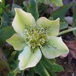 Морозник кавказский как средство для похудения