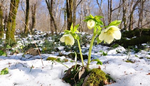 Морозник кавказский как средство для похудения