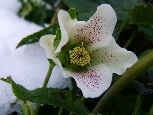 Морозник кавказский как средство для похудения