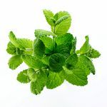 Мята: полезные свойства