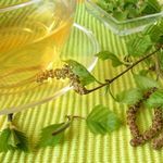 Настойка из березовых почек и ее применение