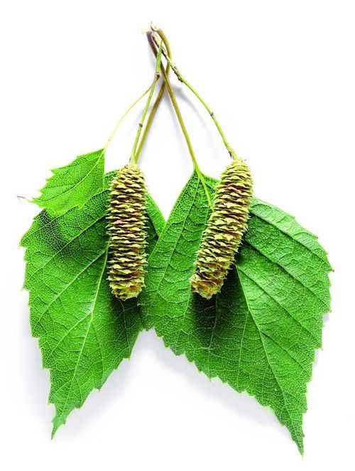 Настойка из березовых почек и ее применение