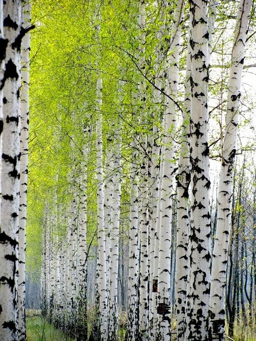 Настойка из березовых почек и ее применение