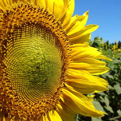 Полезные свойства подсолнечных и тыквенных семечек
