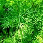 Полезные свойства укропа