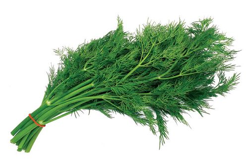 Полезные свойства укропа