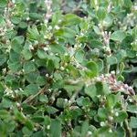 Спорыш: польза и применение