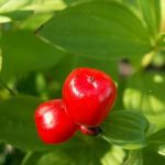 Лечение толокнянкой