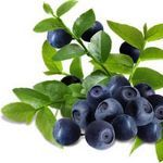 Листья черники и их применение