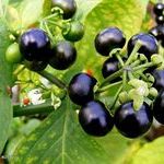 Ягоды санберри: невероятная польза и отменный вкус