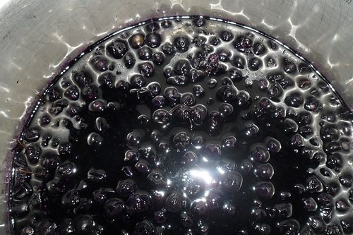 Ягоды санберри: невероятная польза и отменный вкус