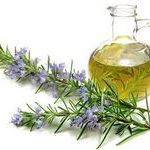 Польза и вред розмарина