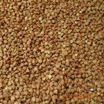 Гречка: состав, польза и свойства