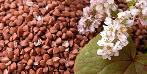 Гречка: состав, польза и свойства