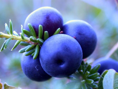 Полезные свойства голубики