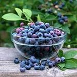 Полезные свойства голубики