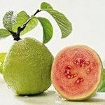 Полезные свойства гуавы