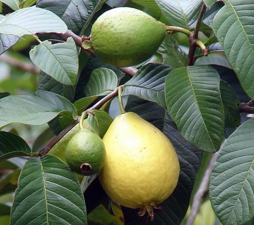 Полезные свойства гуавы