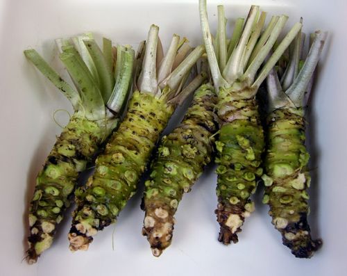 Польза и вред васаби