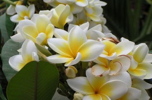 Свойства эфирного масла ванили