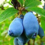 Жимолость – полезный кустарник